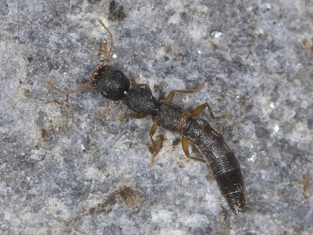 Astenus procerus (cf.)
